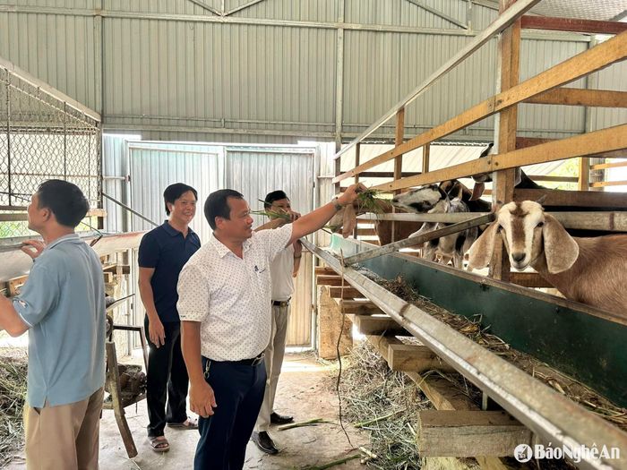Việc đưa giống dê mới vào chăn nuôi, áp dụng nuôi an toàn sinh học và xây dựng thương hiệu, nhãn hiệu cho dê thương phẩm nâng giá trị kinh tế cho chăn nuôi dê. Ảnh: T.P