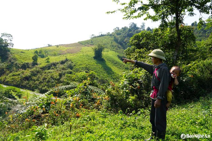 Gần 10 ha rừng luồng, măng trúc, măng đắng được ông Chia trồng, khoanh nuôi, bảo vệ. Ảnh: Khánh Ly
