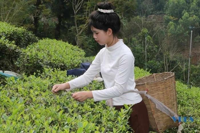 Công việc hái chè mang lại cho người dân nguồn thu nhập ổn định ngay tại địa phương. Vì thế, nhiều thiếu nữ, tranh thủ ngoài thời gian đến trường đi học, lại theo bà, theo mẹ đi hái chè.