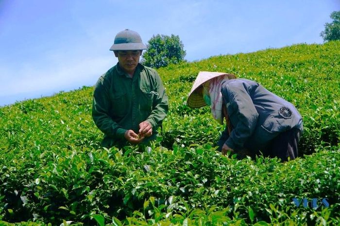 Và trong khoảng 10 năm trở lại đây, cây chè trở thành cây trồng chủ lực, mang lại hiệu quả kinh tế cao cho người dân Bình Sơn. Hiện tại, tổng diện chè ở Bình Sơn là trên 200ha.