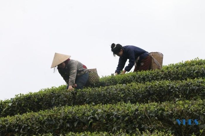 Trước đây, Bình Sơn chủ yếu trồng giống chè cũ năng suất thấp, hiệu quả kinh tế không cao. Những năm gần đây, các giống chè mới cho nhiều búp, năng suất, chất lượng vượt trội (như PH8; LDT1; Kim Tuyên...) đã được người trồng chè ở Bình Sơn mạnh dạn đầu tư trồng mới. Trừ 3 tháng mùa đông, còn lại các tháng trong năm, cây chè nếu được chăm sóc tốt sẽ cho thu hoạch thường xuyên. Trung bình khoảng 15 ngày thu hoạch một lần.