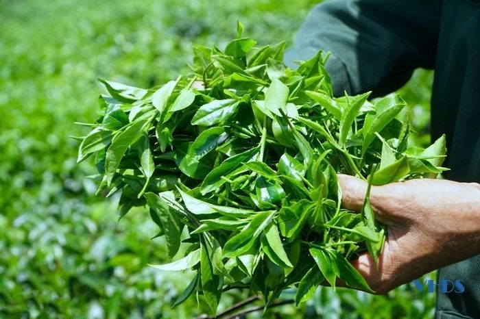 Những búp chè được chăm sóc cẩn thận, thu hái đúng thời điểm là yếu tố quan trọng để tạo nên chất lượng của chè Bình Sơn.