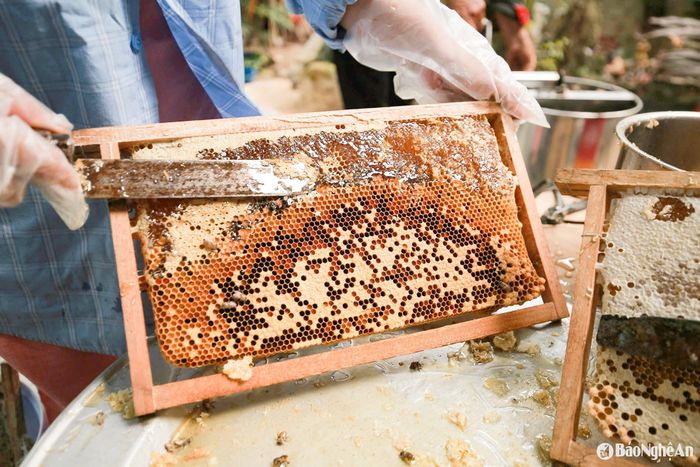 Trong đó, cắt mật cần sự chính xác cao độ để gạt lớp sáp mỏng ra khỏi cầu ong nhưng không làm ấu trùng ong rơi lẫn vào. Ảnh: T.P