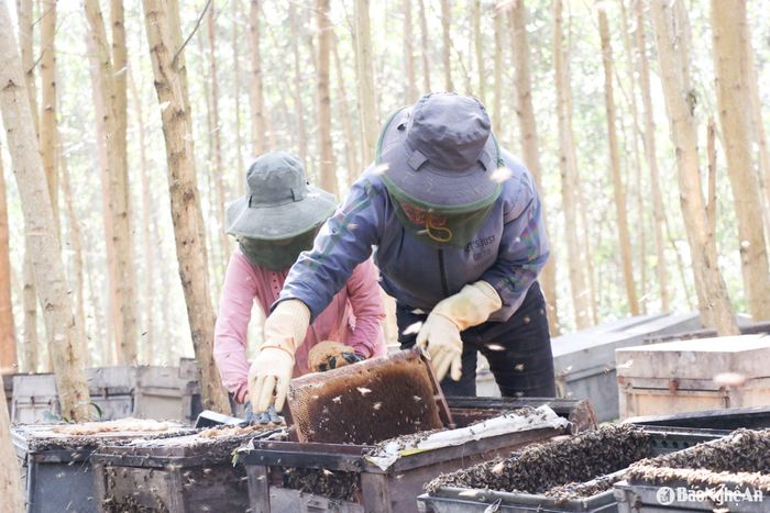 Thời điểm này, các vùng nuôi ong du mục dưới tán rừng ở miền Tây Nghệ An cũng vào mùa quay mật ong. Những người thợ cẩn thận kiểm tra từng tổ ong. Ảnh: T.P