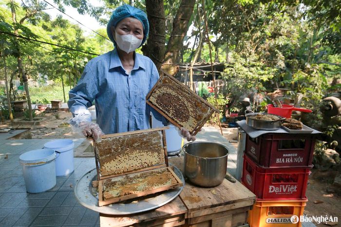 Từ tháng 3 đến tháng 6, sau mùa hoa nở rộ cũng là lúc người nuôi ong bước vào cao điểm vụ thu hoạch mật. Ảnh: T.P