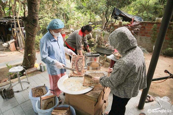 Vào vụ thu hoạch, luân phiên các ngày, thành viên hợp tác xã nông nghiệp Hoàng An (xã Quỳnh Vinh, TX. Hoàng Mai) tập trung đến từng nhà quay mật. Các thành viên trong hợp tác xã nuôi 500 đàn ong, cho sản lượng khoảng 2.500 lít mật ong/năm. Ảnh: T.P
