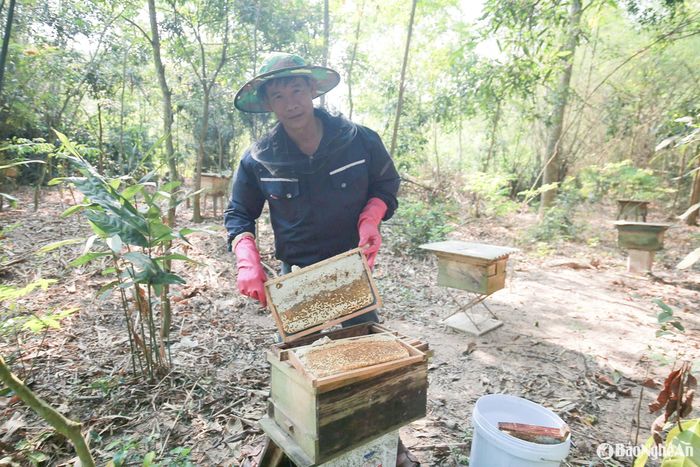 Công việc được phân công rõ ràng: Người ra vườn mở tổ ong, rút cầu mật, người cắt nắp ống mật, người quay mật. Tất cả tạo nên một quy trình thu hoạch khép kín… Ảnh: T.P