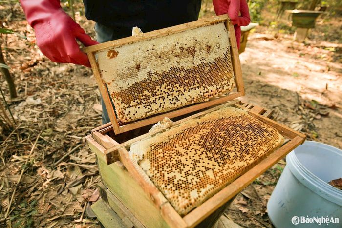 Ong cho thu hoạch mỗi năm 2 mùa mật. Mùa đầu tiên từ tháng 3 đến tháng 6, mùa thứ 2 từ tháng 9 đến hết tháng 12. Song mùa mật đầu tiên trong năm được đánh giá là có chất lượng tốt nhất. Mật ngọt dâng đầy tổ sau mùa hoa nở rộ, mang theo hương nhãn, hương bưởi, hoa xoài, hoa keo... tạo nên chất lượng mật ngọt, đậm vị tự nhiên. Ảnh: T.P