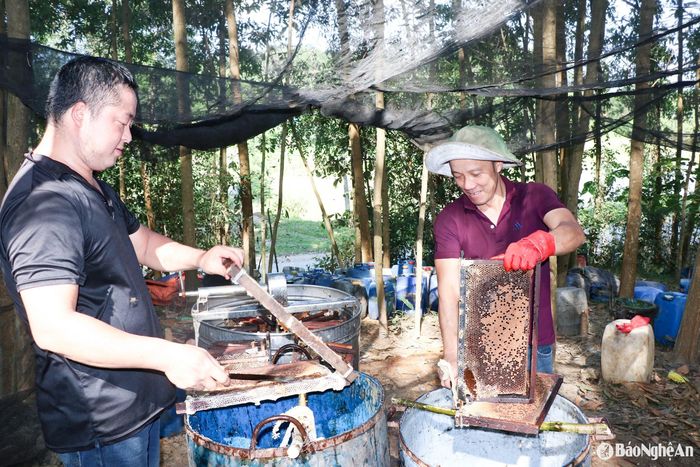 Năm nay, thời tiết thuận lợi, hoa nở đều, đàn ong làm mật tốt, những người nuôi ong đều vui mừng khi vụ ong đầu năm được mùa. Ông Văn Đức Tuy, người nuôi ong dưới tán rừng ở xã Quỳnh Lập (thị xã Hoàng Mai) cho biết: “400 tổ ong, với sản lượng 3 lít/tổ, cho thu nhập cả trăm triệu đồng”. Ảnh: T.P