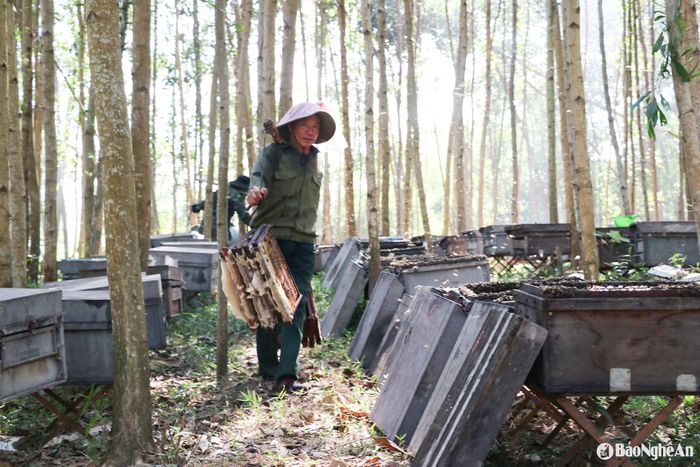 Với những cầu mật đã đầy, công nhân thu gom lại, tập kết về chỗ quay mật. Ảnh: T.P