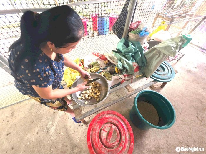 Bà Thắm chuẩn bị hỗn hợp chuối - cám - bột cá làm thức ăn cho gà. Ảnh: HT