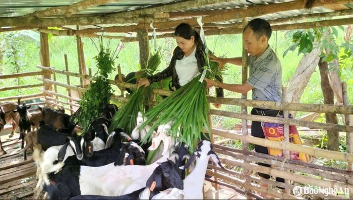 Anh Kha Văn Tha thực hiện chăn nuôi theo hướng gia trại khép kín, xanh, sạch cung cấp nguyên liệu thực phẩm tại các lễ hội, dịch vụ du lịch. Ảnh: HT