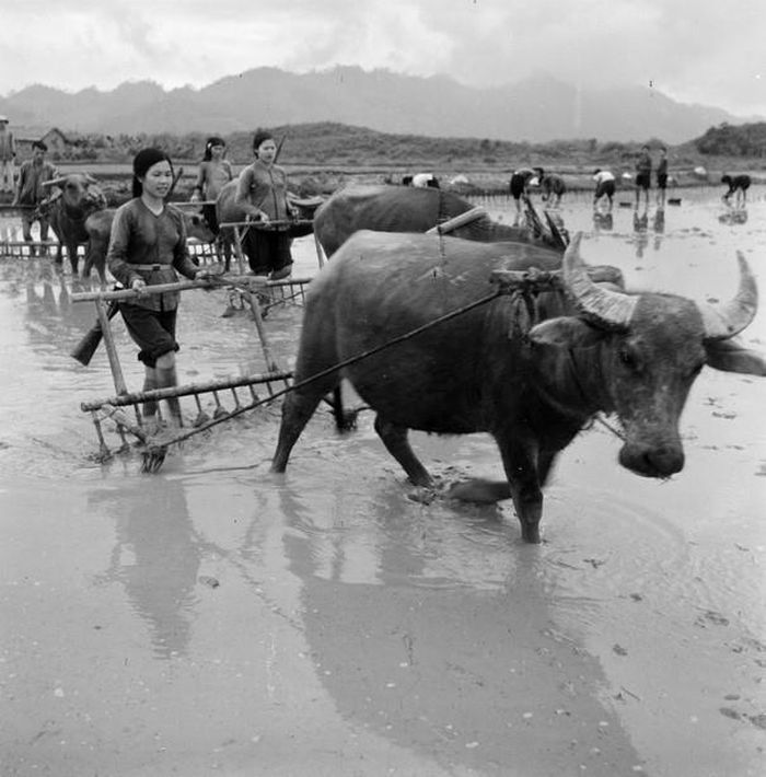 Trong phong trào "Ba đảm nhiệm", chị em phụ nữ HTX Hòa Bình (Đại Từ, Bắc Thái) không chỉ đảm nhiệm phần việc cày bừa của nam giới mà còn luyện tập quân sự để sẵn sàng chiến đấu, bảo vệ sản xuất (1965). Ảnh: Văn Bảng - TTXVN
