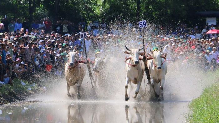 Hội đua bò Bảy Núi là lễ hội truyền thống hành năm của tỉnh An Giang nhân dịp Lễ Sene Dolta (lễ cúng ông bà) của đồng bào dân tộc Khmer Nam Bộ. Ảnh: Công Mạo - TTXVN