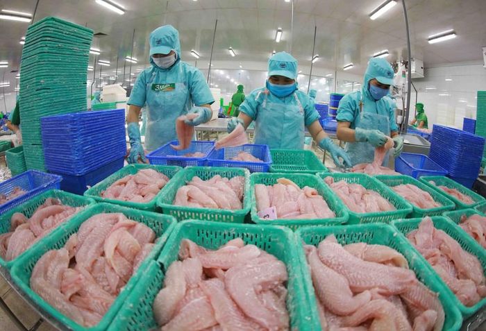 Chế biến cá tra xuất khẩu tại công ty thủy sản thuộc tỉnh Hậu Giang. Ảnh: Vũ Sinh - TTXVN
