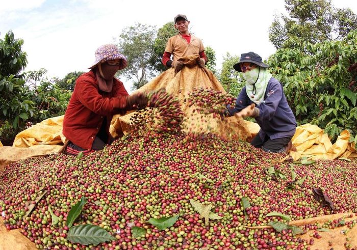 Thu hoạch cà phê tại gia đình chị Đặng Thị Liên, xã IaYok, huyện IaGRai, tỉnh Gia Lai. Ảnh: Vũ Sinh - TTXVN