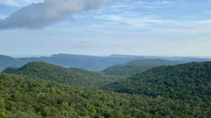 Rừng Việt Nam có trữ lượng carbon lớn. (Ảnh: HẠNH VÂN)
