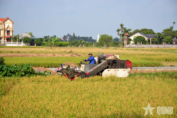 Nông dân huyện Đông Hưng thu hoạch lúa.