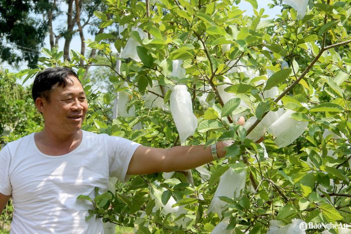 Khu vườn chuẩn với nhiều cây ăn quả mang lại thu nhập cao cho gia đình ông Thông. Ảnh: Quang An