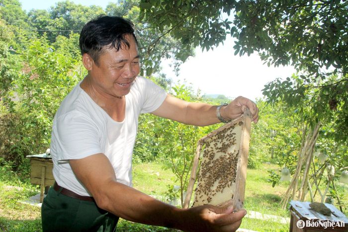 Những tổ ong hút mật từ cây rừng, vườn chuẩn nên luôn cho chất lượng mật cao. Ảnh: Quang An
