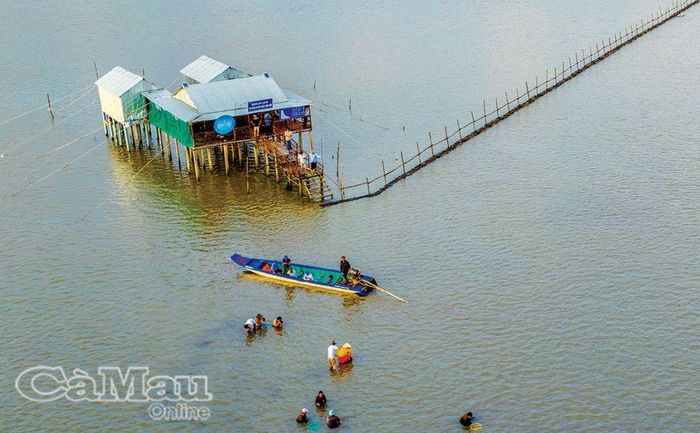 Trải nghiệm bãi nghêu (xã Ðất Mũi, huyện Ngọc Hiển).