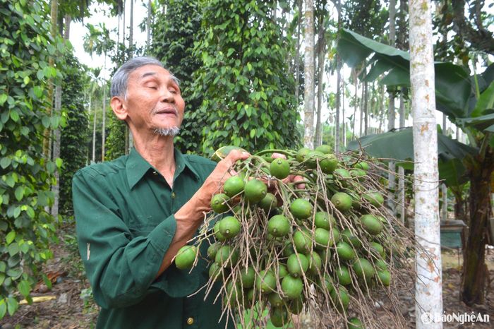 Buồng cau sây quả, cho thu nhập ổn định. Ảnh: Văn Trường