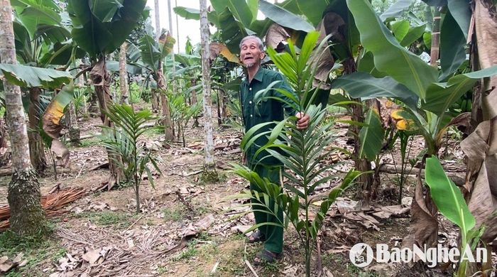 Ông Nguyễn Quang Vinh còn trồng xen lứa cau đã 3 năm tuổi để thay thế lứa cau già. Ảnh: Văn Trường