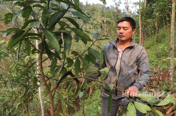 Người dân xã Chí Minh, huyện Tràng Định chăm sóc rừng quế từ nguồn vốn tín dụng chính sách