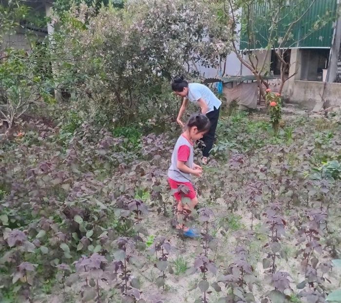 Nghỉ lễ mẹ con chị Nguyễn Thị Thu Uyên tranh thủ chăm sóc vườn rau 