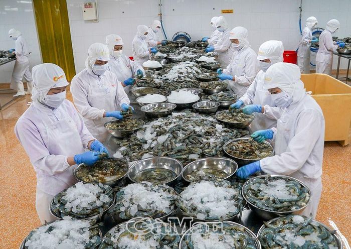 Những đôi bàn tay nhanh nhẹn của công nhân nhà máy chế biến thi đua tăng gia sản xuất, tạo nên mặt hàng tôm, sản phẩm chủ lực của Cà Mau, xuất khẩu đi nhiều nơi trên thế giới, đem về hàng tỷ đô la, góp phần phát triển quê hương.