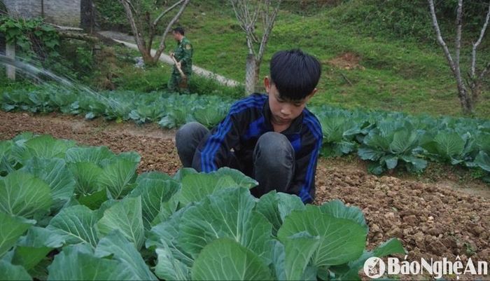 Cháu Vi Dương Cầm - người Mông, con nuôi Đồn Biên phòng tự chăm sóc rau xanh được các bố nuôi biên phòng trồng ở đơn vị. Ảnh: Hải Thượng
