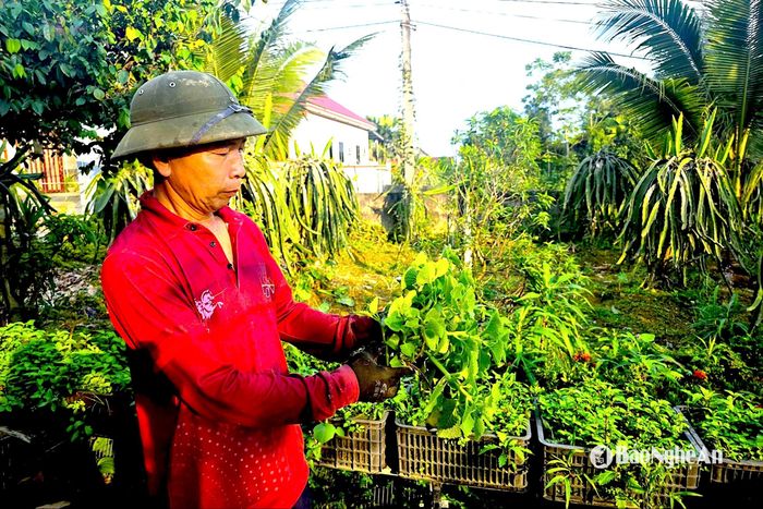 Hàng chục loại rau gia vị, dược liệu được ông Nhàn trồng tại vườn. Ông cũng thường cung cấp cây giống miễn phí cho các hộ dân có nhu cầu trồng trong vườn nhà. Ảnh: HT