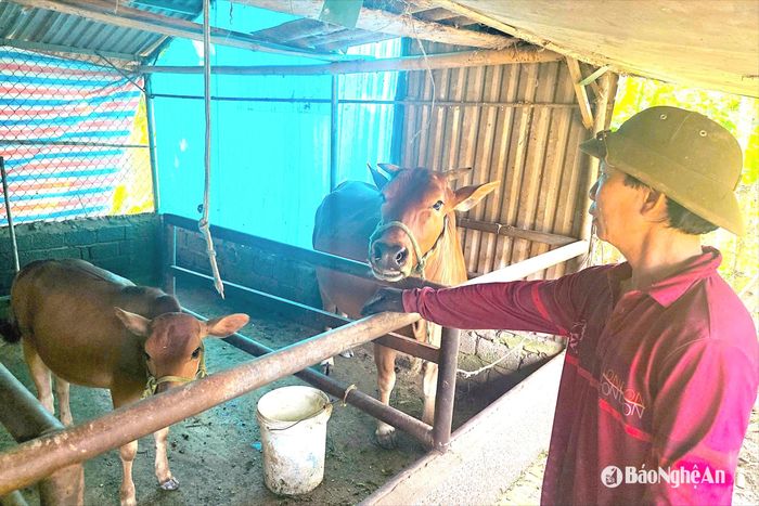 Trồng trọt kết hợp chăn nuôi theo mô hình sản xuất xanh, quay vòng chuỗi thức ăn giúp hộ ông Trần Đình Nhàn có thu nhập hàng trăm triệu đồng/năm. Ảnh: HT