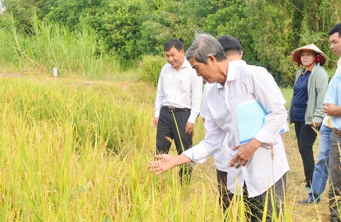 Nông dân được hỗ trợ kỹ thuật sản xuất lúa chất lượng cao
