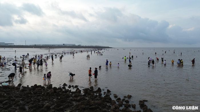 Du khách miệt mài trải nghiệm bắt ngao