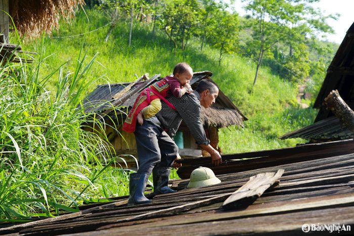 Hộ ông Già Xái Phia (bản Buộc Mú 2, xã Na Ngoi) dự trữ ván gỗ samu để thay thế những tấm bị nứt, dột. Ảnh: Khánh Ly