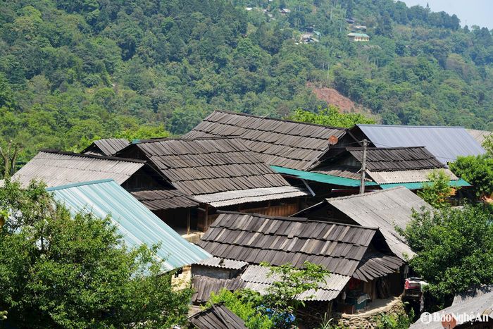 Tính đến nay, toàn huyện Kỳ Sơn có gần 100 ngôi nhà lợp mái samu. Trong đó, tập trung nhiều nhất là ở xã Tây Sơn. Ông Vừ Bá Rê - Phó Chủ tịch UBND xã Tây Sơn cho biết: “Tây Sơn có 6 bản làng, 100% là đồng bào Mông sinh sống. Hiện tại, người dân vẫn còn lưu giữ được 85% kết cấu nhà truyền thống. Tuy nhiên, trải qua thời gian, nhiều ngôi nhà hàng trăm năm tuổi, mái lợp bằng gỗ samu đang có nguy cơ bị mai một do nhiều yếu tố tác động. Chúng tôi mong muốn các cơ quan chuyên môn có phương án hỗ trợ người dân bảo tồn nếp nhà truyền thống trên địa bàn xã, để giữ kiến trúc nhà ở của người Mông, đồng thời phục vụ du lịch”. Ảnh: Thanh Phúc