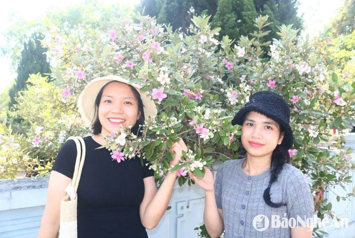 Về thăm Truông Bồn dịp này, du khách không khỏi ấn tượng với mùa hoa sim nở rộ. Tại đây, sim được trồng xung quanh nhà tưởng niệm, quanh ngôi mộ chung của các liệt sĩ, trồng trong chậu lớn bài trí trước sân di tích. Hoa sim tím đã làm nên nét đặc sắc riêng trong không gian cảnh quan của Khu Di tích Truông Bồn. Ảnh: Huy Thư