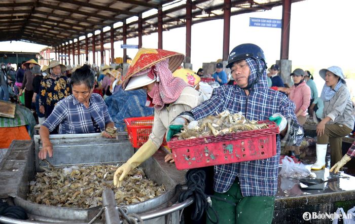 Thương lái thu mua hải sản ngay tại cảng cá. Ảnh: Xuân Hoàng