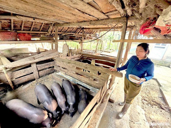 Bà Lương Thị Hiệp, bản Yên Thành, xã Lục Dạ (Con Cuông) chuyển chăn nuôi lợn thịt sang nuôi lợn nái đẻ. Ảnh: HT