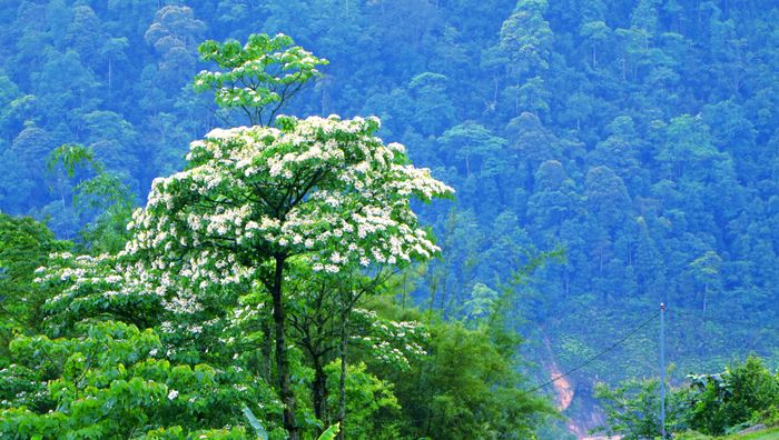  Những cây hoa trắng tinh khôi giữa núi rừng Mường Hoa. 