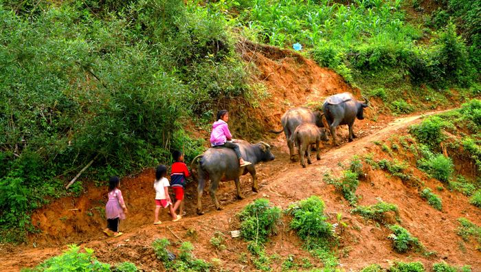  Trẻ nhỏ hồn nhiên chăn trâu bên những sườn núi cao. 