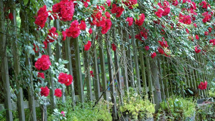  Mùa này về Mường Hoa đâu đâu cũng thấy hoa nở rực rỡ, hương thơm ngào ngạt. 