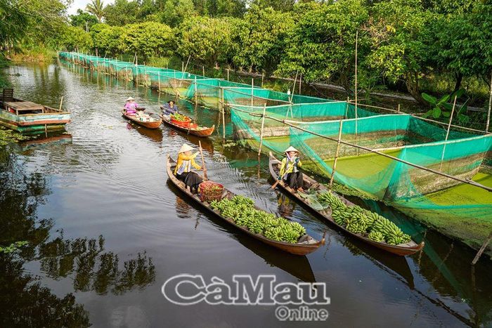 Ông Phạm Duy Khanh, xã Khánh Bình Tây Bắc, trữ được nguồn nước đảm bảo sản xuất trong mùa khô hạn.