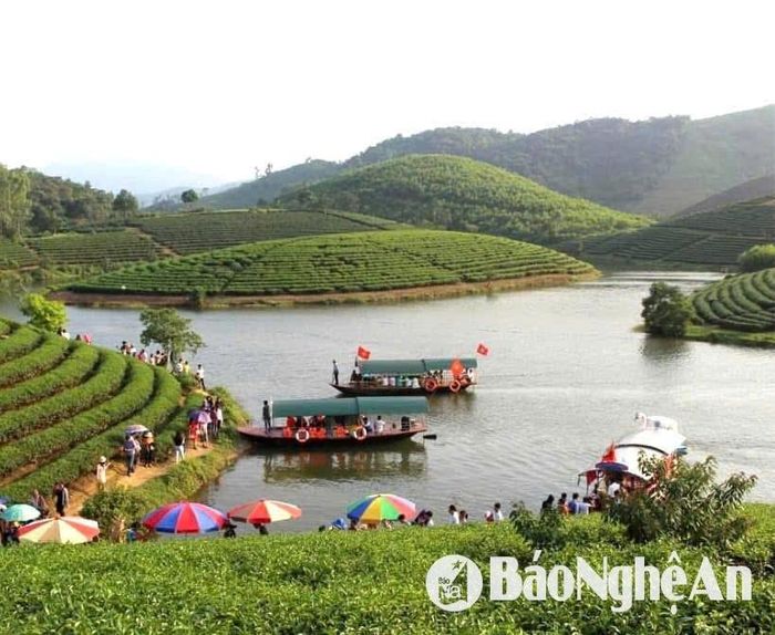Nhiều năm qua, vùng Đảo Chè - Cầu Cau, xã Thanh An, huyện Thanh Chương là điểm đến hấp dẫn của du khách các nơi khi về Nghệ An. Ảnh: Nguyễn Văn Diện