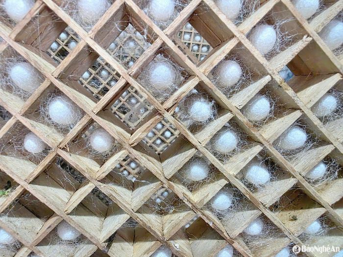 Nong nuôi tằm kiểu mới ở xã Thuận Sơn. Ảnh: H.T
