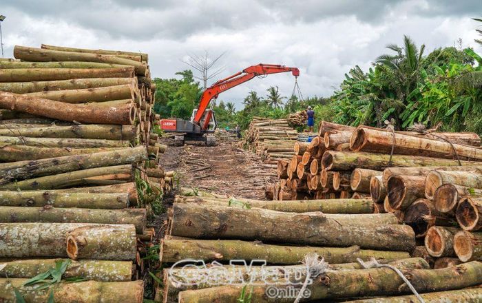 Khai thác cây keo lai trên vùng đất U Minh đem lại hiệu quả kinh tế cao.