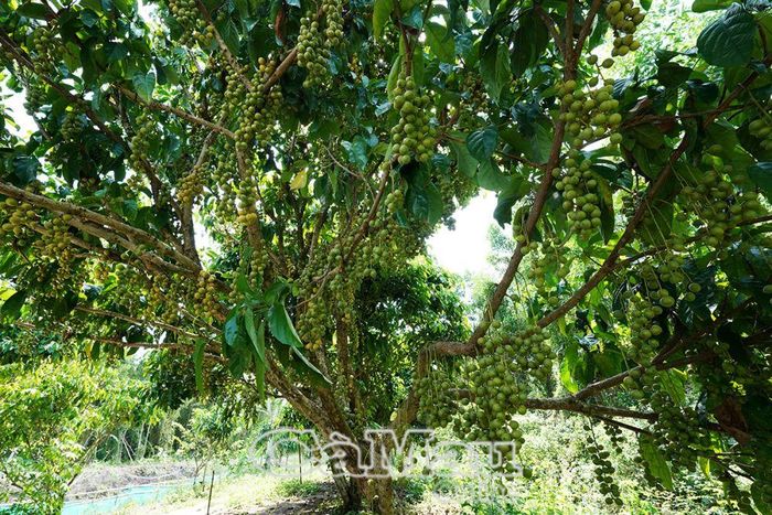 Chỉ hơn 5 năm gầy dựng, vườn dâu hơn 150 gốc của cựu chiến binh Tô Thành, Ấp 13, xã Nguyễn Phích, huyện U Minh, đã cho quả ngọt, mang lại hiệu quả kinh tế cao.