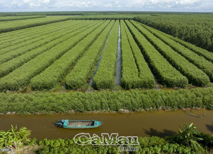 Cuộc sống người dân vùng rừng tràm U Minh Hạ ngày càng được cải thiện, nâng cao nhờ mô hình trồng keo lai.