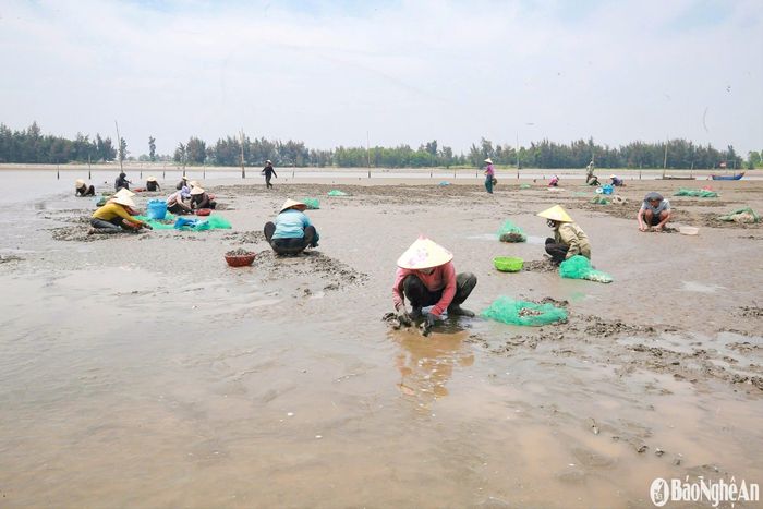 Ông Hồ Xuân Ninh – Chủ tịch Hội Nông dân xã Văn Hải (Quỳnh Lưu) cho biết: “Toàn xã hiện có khoảng 80ha nuôi ngao với 20 hộ sản xuất. Ngao thịt được thương lái thu mua, tiêu thụ khắp cả nước. Nhiều hộ dân ở đây đã thoát nghèo và trở nên khá giả nhờ nghề nuôi ngao. Bên cạnh đó, nghề nuôi ngao cũng tạo việc làm cho nhiều lao động địa phương”. Ảnh: T.P